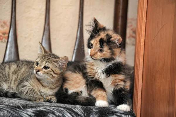 Dois Gatinhos Bonitos Uma Cadeira Juntos — Fotografia de Stock