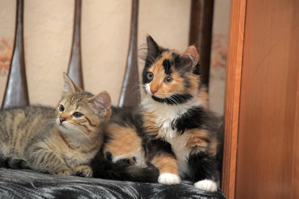 两只可爱的小猫一起坐在椅子上 — 图库照片
