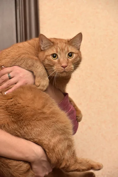 Толстый Красный Кот Руках — стоковое фото