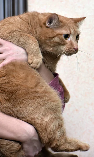 Kövér Vörös Macska Karjaiban — Stock Fotó