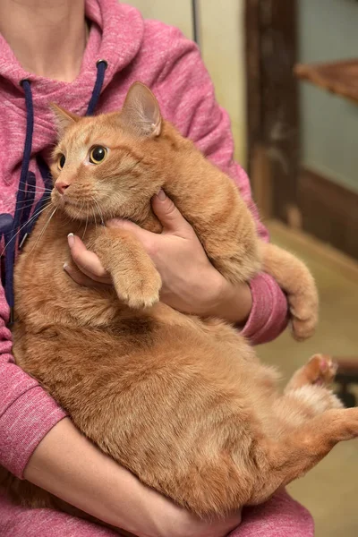 Gato Rojo Gordo Los Brazos — Foto de Stock