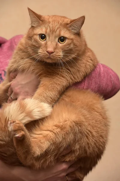 Gato Rojo Gordo Los Brazos — Foto de Stock