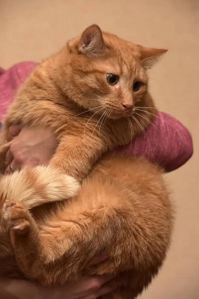 Tlustá Červená Kočka Náručí — Stock fotografie
