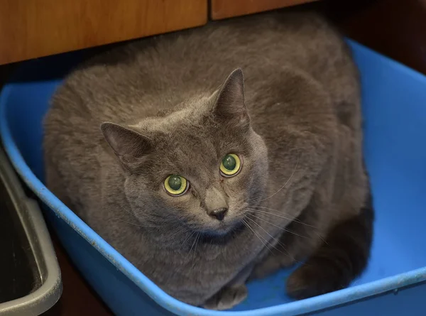Big Fat Gray Cat — Stock Photo, Image
