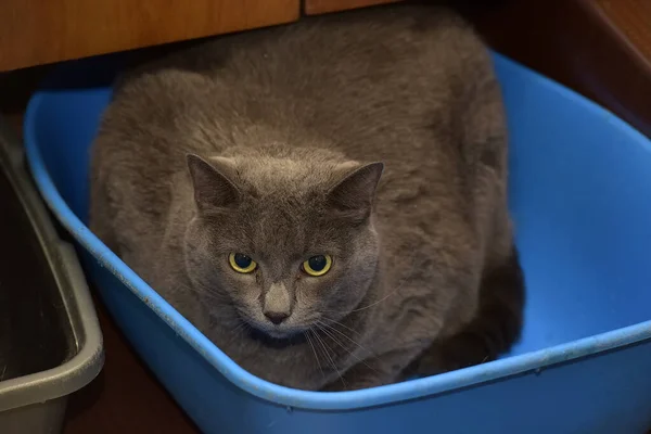 Große Dicke Graue Katze — Stockfoto