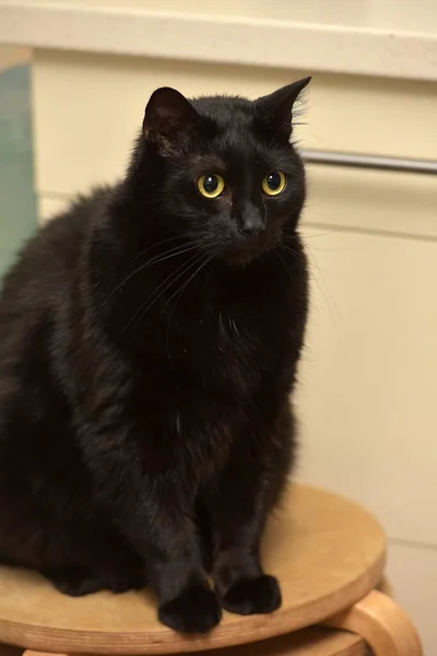 Красивая Жирная Черная Кошка Желтыми Глазами — стоковое фото