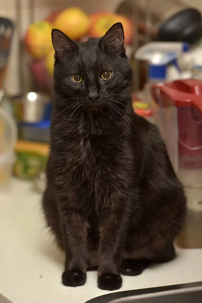 Красивый Черный Пушистый Кот Желтыми Глазами — стоковое фото