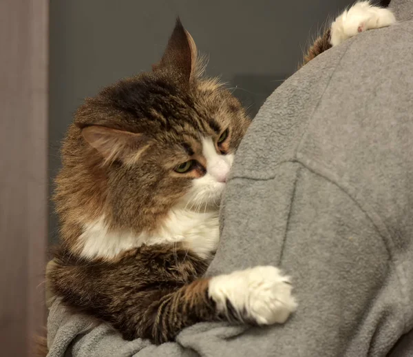 fluffy brown siberian cat in hands