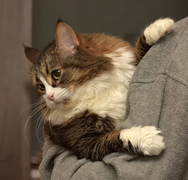 fluffy brown siberian cat in hands