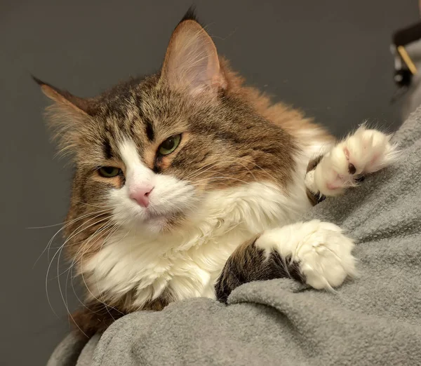 fluffy brown siberian cat in hands