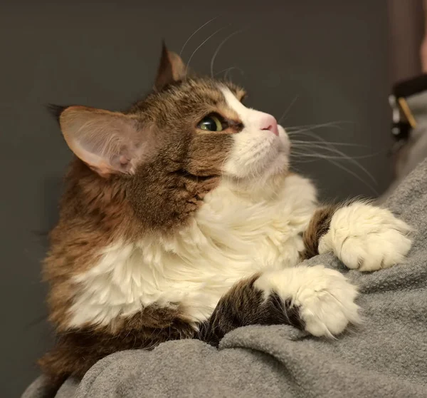 fluffy brown siberian cat in hands