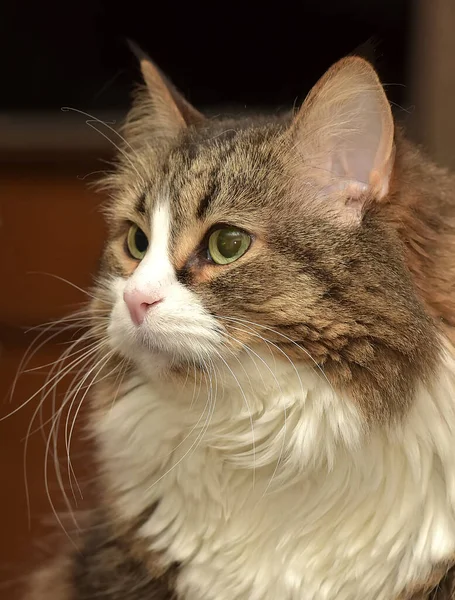 Fluffy Brown White Siberian Cat — Stock Photo, Image