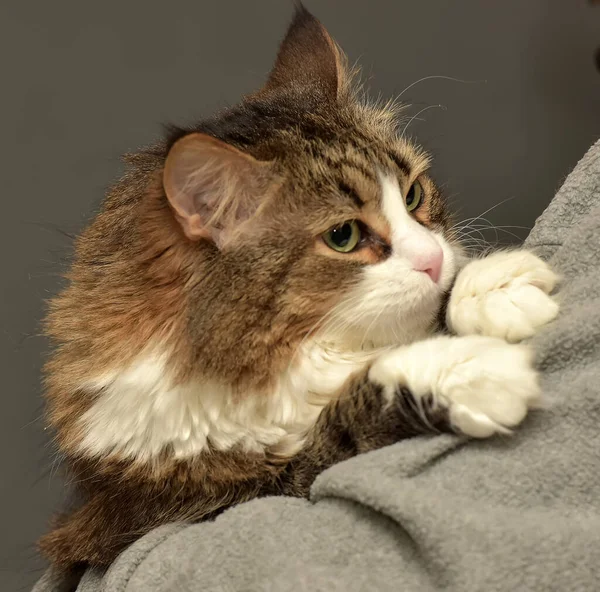 fluffy brown siberian cat in hands