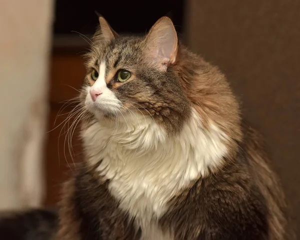 Pluizig Bruin Met Witte Siberische Kat — Stockfoto