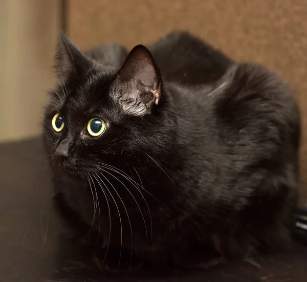 Bonito Preto Fofo Gato Com Olhos Amarelos — Fotografia de Stock