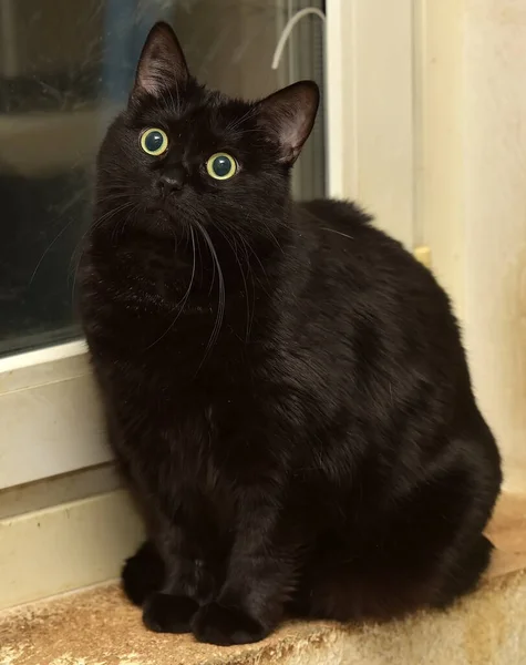 Hermoso Negro Esponjoso Gato Con Amarillo Ojos —  Fotos de Stock