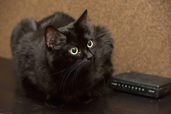 Piękny Czarny Puszysty Kot Żółtymi Oczami — Zdjęcie stockowe