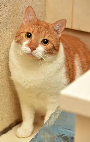 Gato Gordo Vermelho Branco — Fotografia de Stock