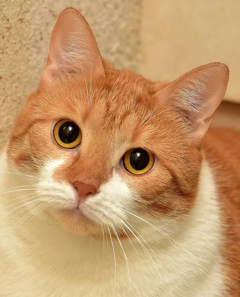 Röd Och Vit Fyllig Katt — Stockfoto