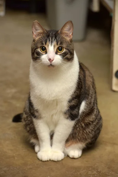 줄무늬 산짧은 줄무늬 고양이 — 스톡 사진