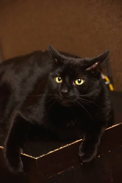 Παχύ Μαύρο Ευρωπαϊκή Shorthair Πορτρέτο Γάτα — Φωτογραφία Αρχείου