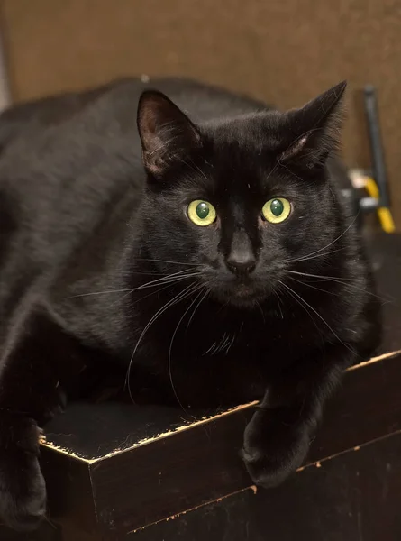 Tlustý Černý Evropský Portrét Krátkosrsté Kočky — Stock fotografie