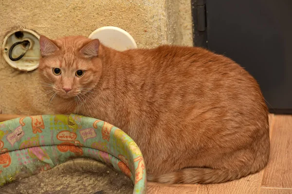 Gato Rojo Muy Grueso Sentado Suelo — Foto de Stock