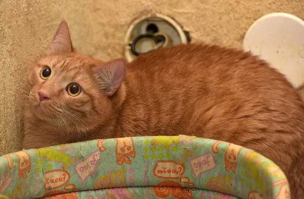 床に座っている非常に厚い赤い猫は — ストック写真