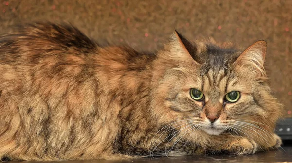 Vacker Norsk Skog Brun Katt — Stockfoto