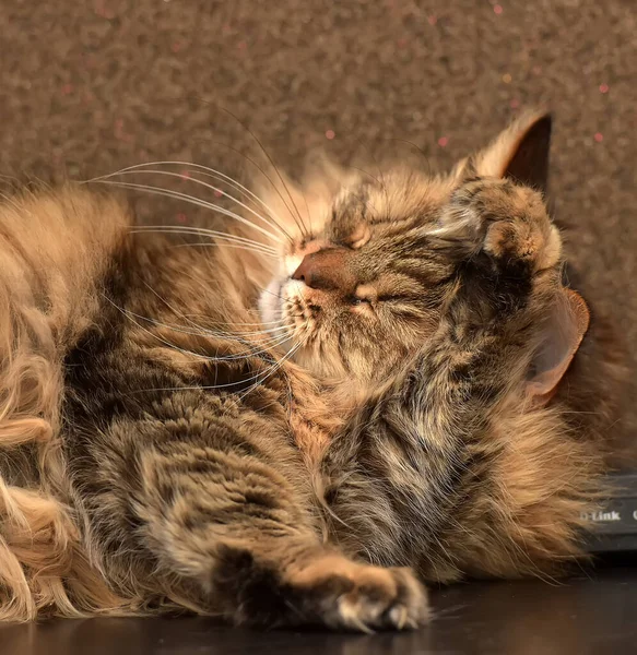 Schöne Norwegische Waldkatze — Stockfoto