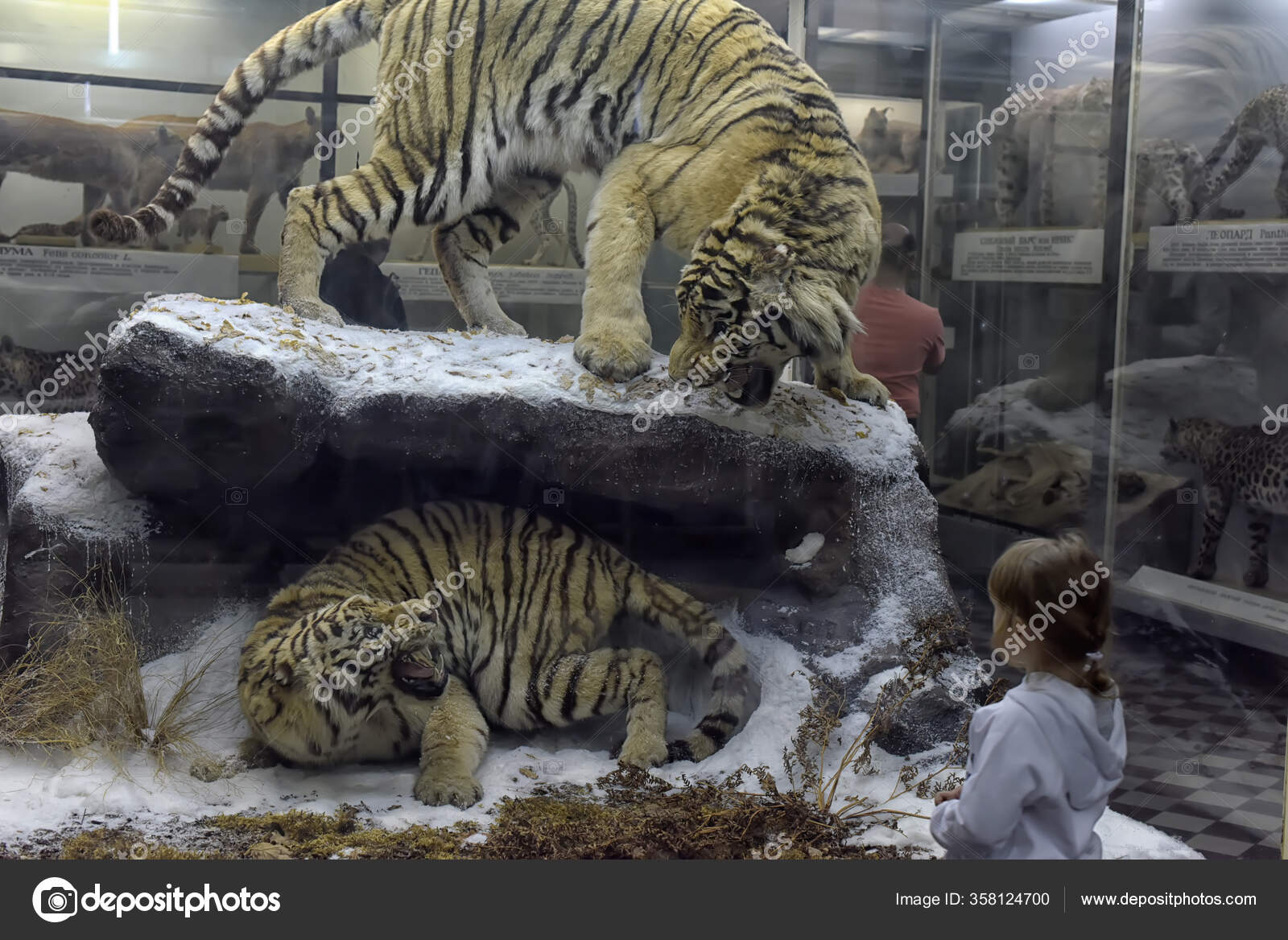 Russia Petersburg 2020 Stuffed Animals Exhibit Zoological Museum Stock  Photo by ©evdoha 358124700