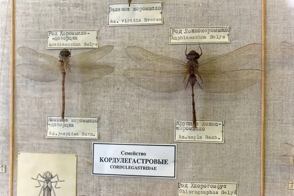 Ryssland Petersburg 2020 Insekter Zoologiska Museets Utställning — Stockfoto