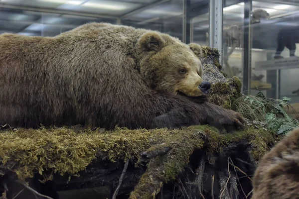Russia Petersburg 2020 Stuffed Animals Exhibit Zoological Museum — Stock Photo, Image