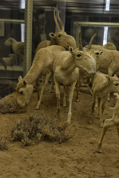 Rosja Sankt Petersburg 2020 Wypchane Zwierzęta Ekspozycja Muzeum Zoologicznego — Zdjęcie stockowe