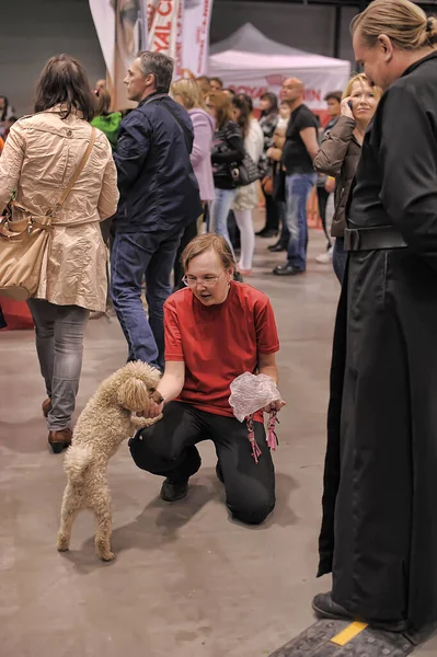 ロシア サンクトペテルブルク27 2019白い夜の展覧会で犬と訪問者 — ストック写真