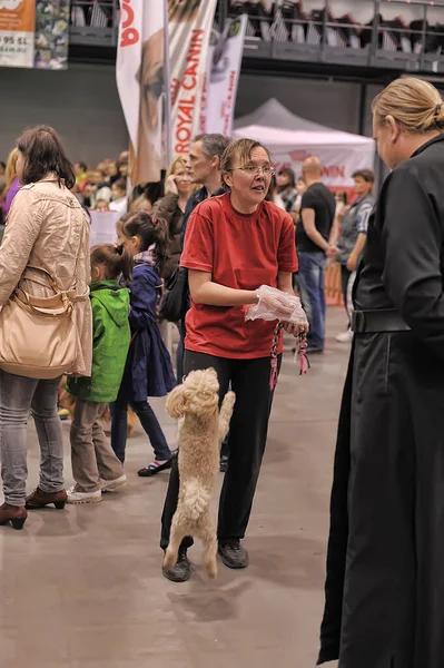 Rússia São Petersburgo 2019 Visitante Com Cães Exposição White Nights — Fotografia de Stock