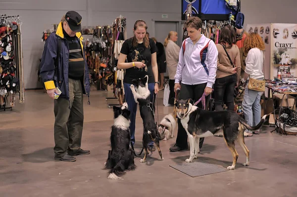 Russland Petersburg 2019 Ein Besucher Mit Hunden Bei Der Ausstellung — Stockfoto