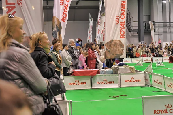 Russia Petersburg 2019 Exhibitors Showing Pets International Dog Show — Stock Photo, Image