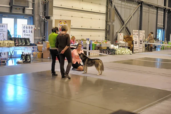 ロシア サンクトペテルブルク27 2019国際犬ショー中にペットを展示する出展者 — ストック写真