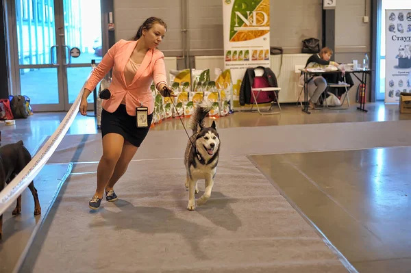 ロシア サンクトペテルブルク27 2019国際犬ショー中にペットを展示する出展者 — ストック写真