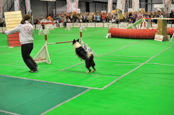 Rusia San Petersburgo 2019 Expositores Mostrando Sus Mascotas Durante Salón — Foto de Stock