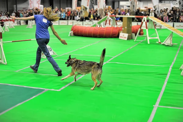 Russia Petersburg 2019 Exhibitors Showing Pets International Dog Show — Stock Photo, Image