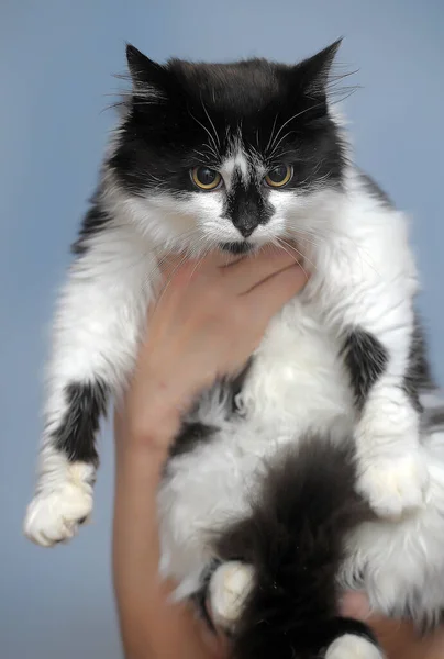 Ellerinde Beyaz Bir Kediyle Pofuduk Genç Bir Siyah — Stok fotoğraf