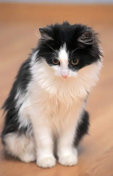 Vacker Fluffig Svart Med Vit Ung Katt — Stockfoto