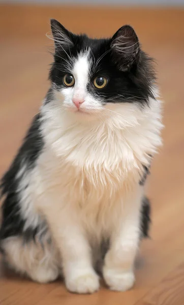 Vacker Fluffig Svart Med Vit Ung Katt — Stockfoto