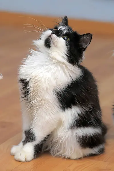 Beautiful Fluffy Black White Young Cat — Stock Photo, Image