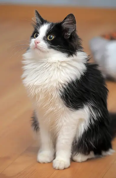 고양이와 아름다운 솜털검은 고양이 — 스톡 사진