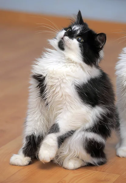 Hermoso Mullido Negro Con Blanco Joven Gato — Foto de Stock