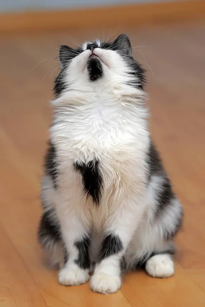 Hermoso Mullido Negro Con Blanco Joven Gato —  Fotos de Stock