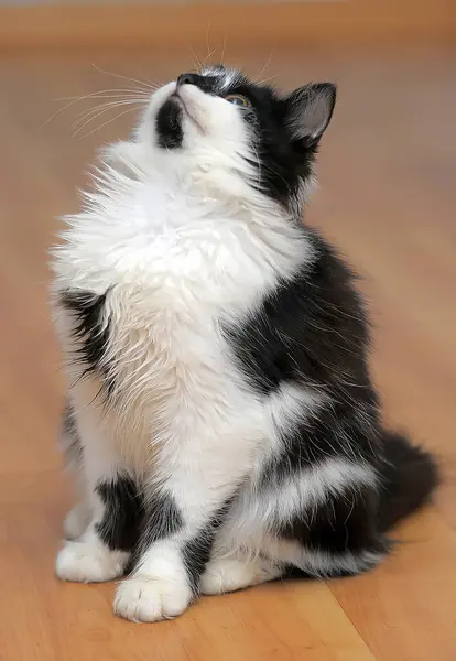 Güzel Pofuduk Siyah Beyaz Bir Kediyle — Stok fotoğraf